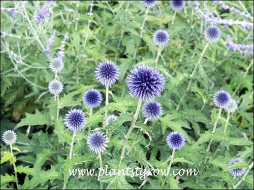 Veitchs Globe Thistle growing with Russian Sage  (Perovskia  atriplicifolia)